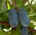 Berry Blue best plant24.jpg